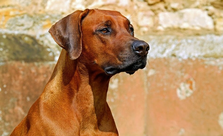 Refuge ou éleveur - où adopter son animal