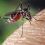 3 astuces pour lutter contre l’invasion des insectes dans une maison