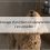 Dressage d’un Chien en appartement : c’est possible !