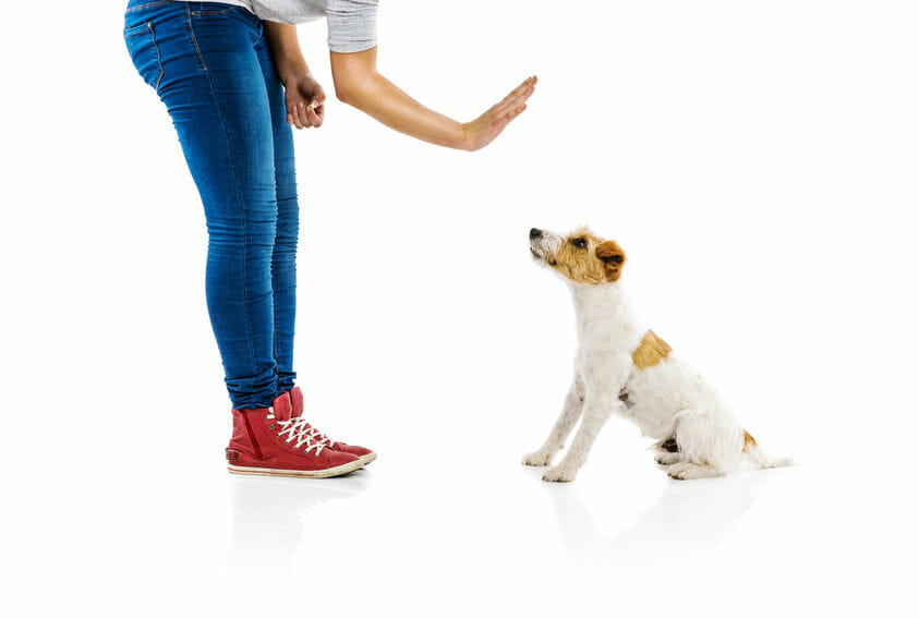 Dresser son chien : quelles sont les meilleures techniques à employer ?