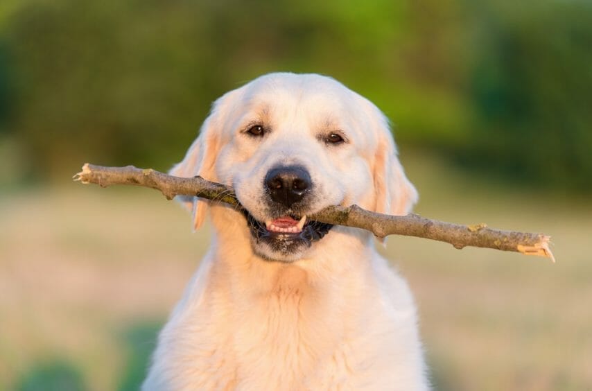 Un homme de 27 ans interpelé pour avoir frappé son chien à Rennes