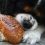 Comment choisir la nourriture de ses animaux de compagnie ?