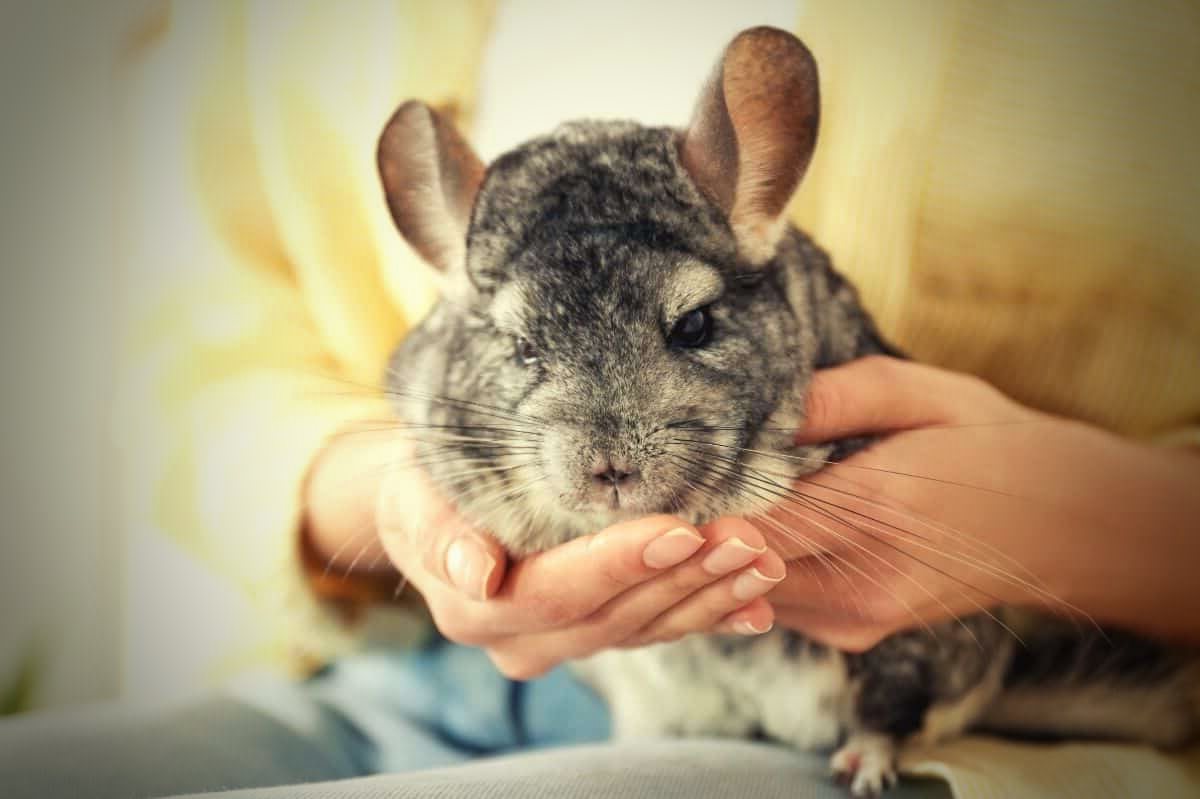 Combien de temps vie un chinchillaCombien de temps vie un chinchilla