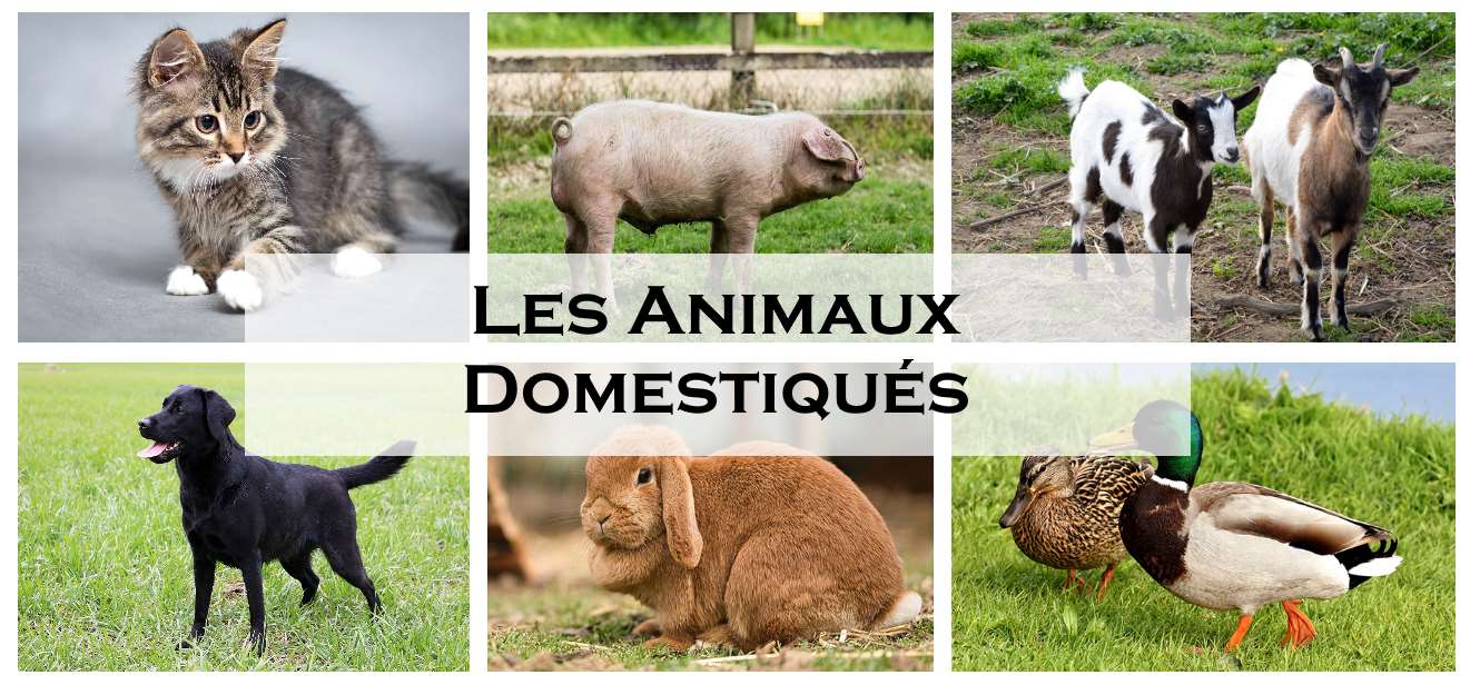 Liste Des Animaux Domestiques AnimauxFun