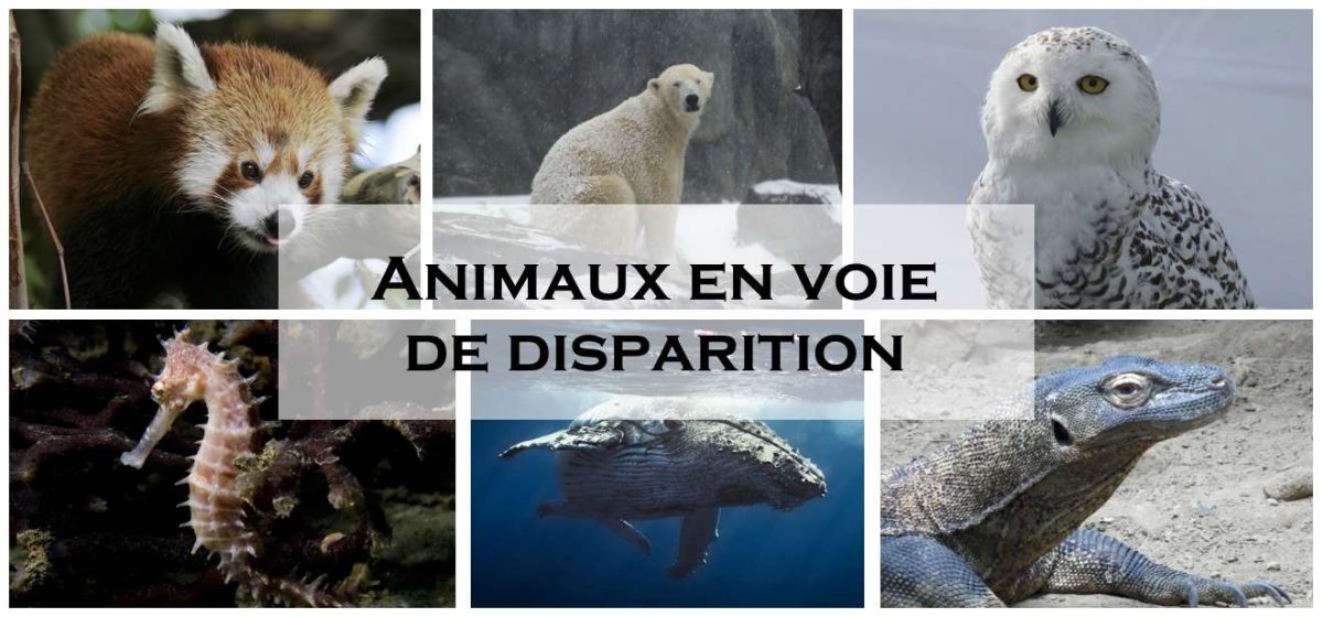 Liste Animaux En Voie De Disparition AnimauxFun