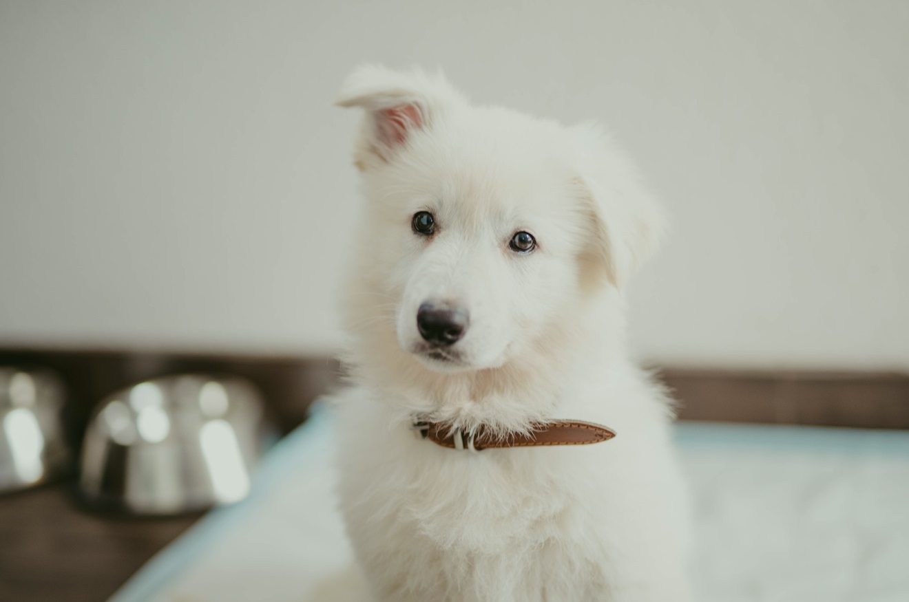 chiot berger blanc suisse