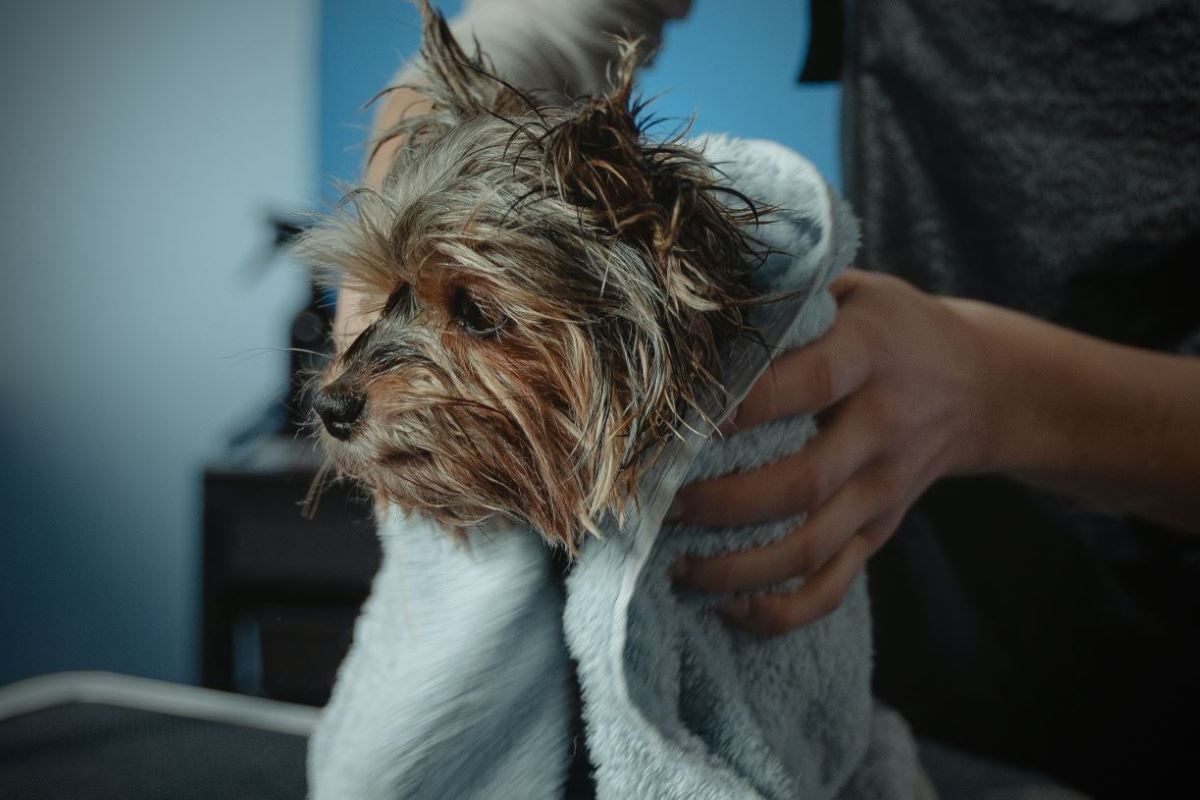 7 bonnes raisons d'amener son chien le toiletteur