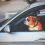 Ma chienne a détruit 3 sièges auto… avant que je découvre LA protection miracle