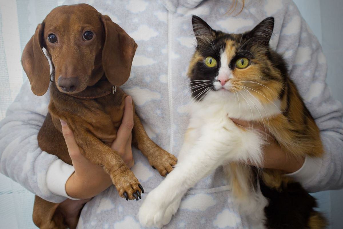 Les 3 piliers d'une cohabitation harmonieuse entre chiens et chats