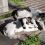 Chat chien cohabitation : 3 secrets pour une harmonie parfaite
