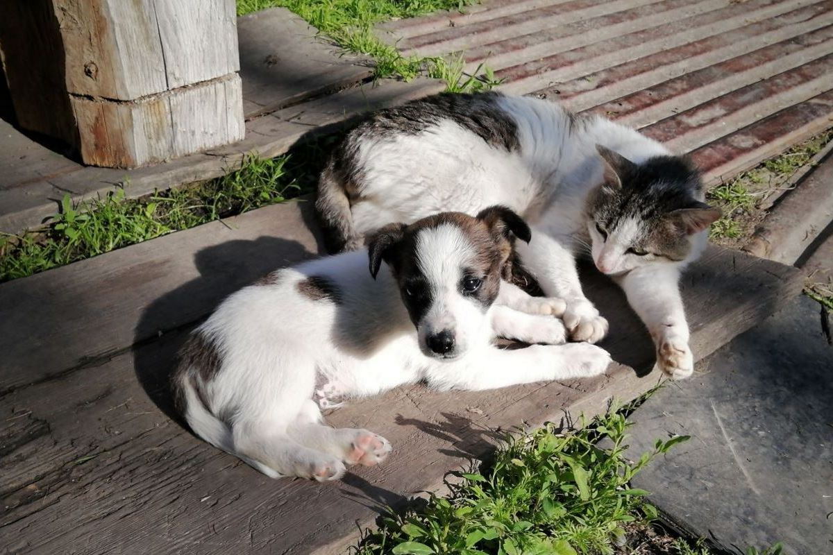 les animaux domestiques, chien et chat