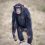 J&rsquo;ai failli acheter un singe sur internet… ce que j&rsquo;ai découvert m&rsquo;a glacé le sang