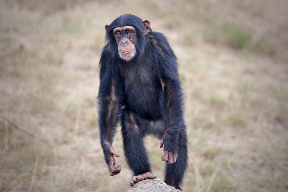 Acheter un singe : pourquoi c'est interdit et dangereux en France