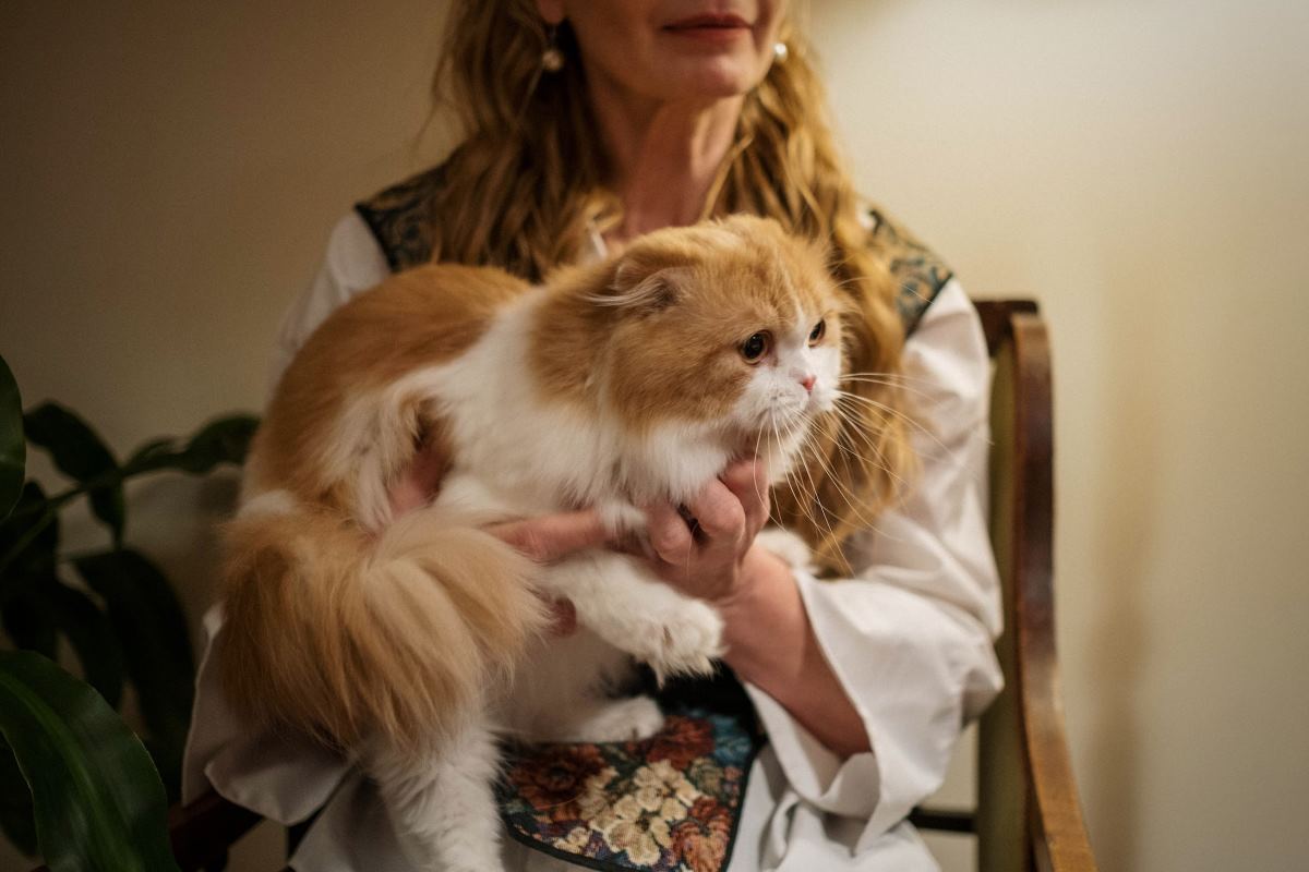adoption chat senior