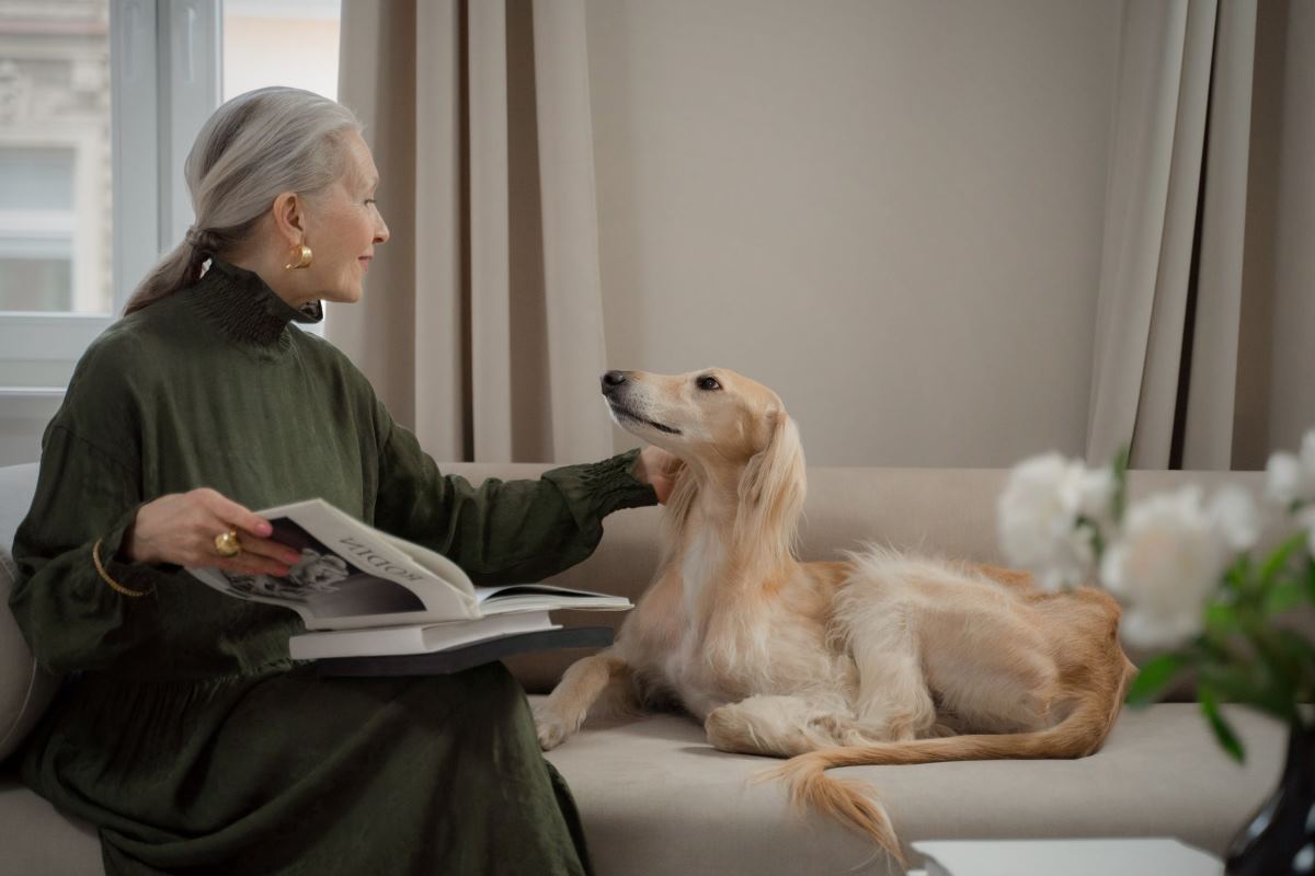 adoption chien senior