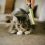Poils de chien et chat partout : mes 7 astuces infaillibles