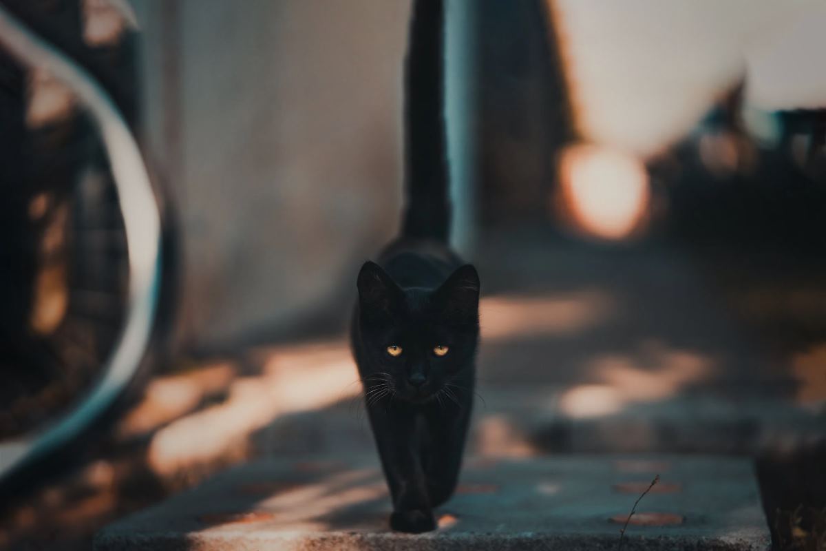 chat noir porte-t-il malheur ou bonheur
