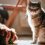 Chien vs Chat : quel animal de compagnie choisir selon votre mode de vie