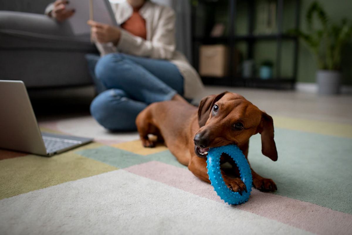 les différents tarifs d'adoption d'animaux à la SPA