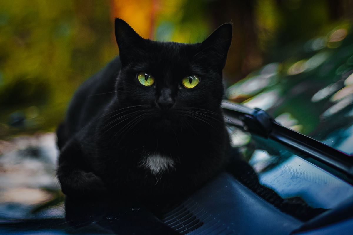 superstitions autour des chats noirs