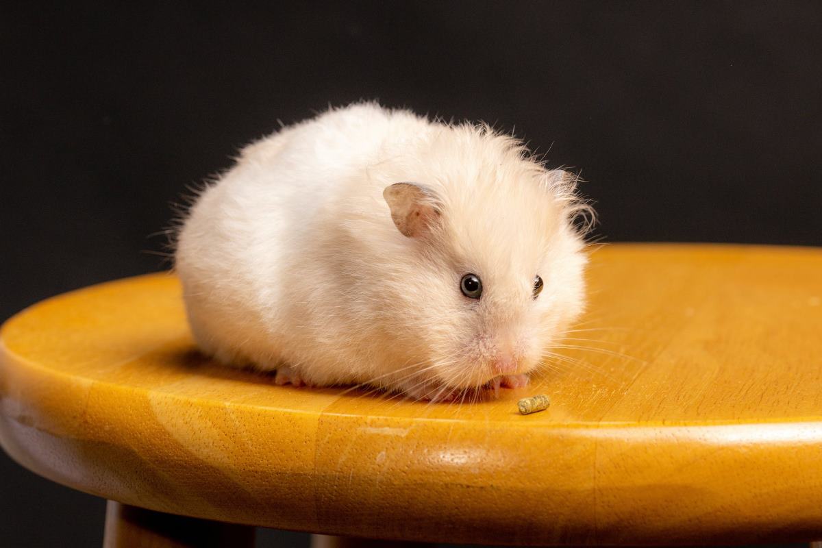hamster ou cochon d'inde que choisir
