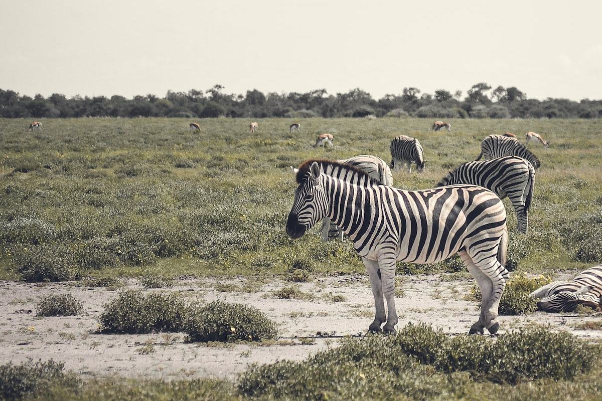 top 5 des réserves pour observer les animaux en namibie