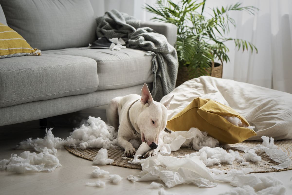pourquoi mon chien déchire le canapé