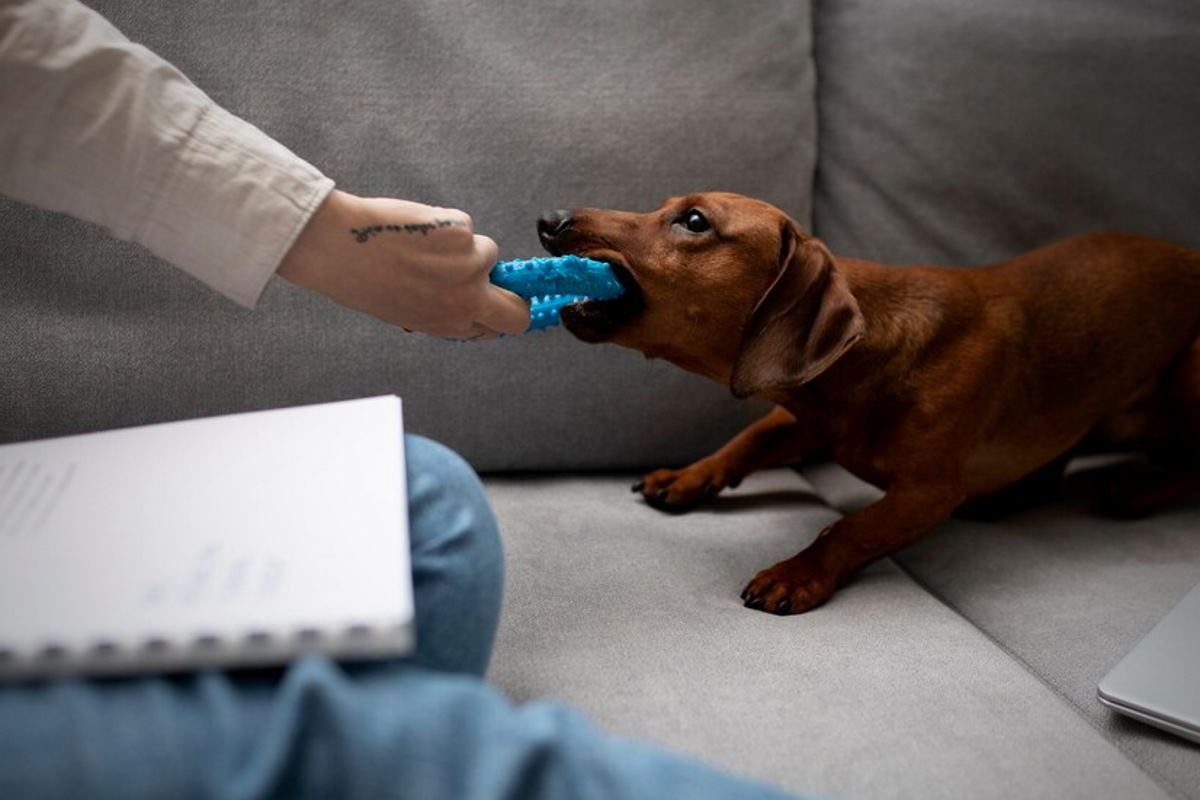quel est le prix pour adopter animal à la spa