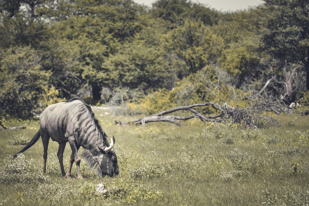 réserves namibie observation animaux