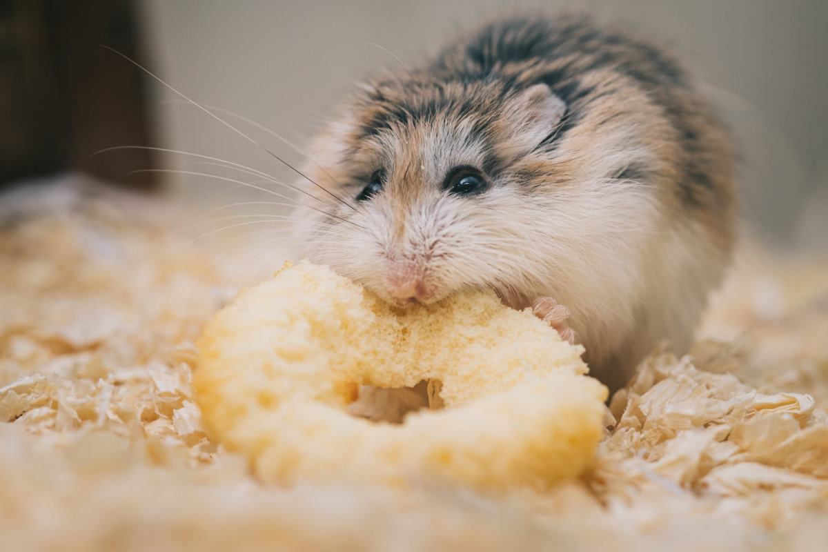 3 faits amusants sur les hamsters et la nourriture