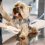 Combien de fois emmener son chien chez le vétérinaire ?