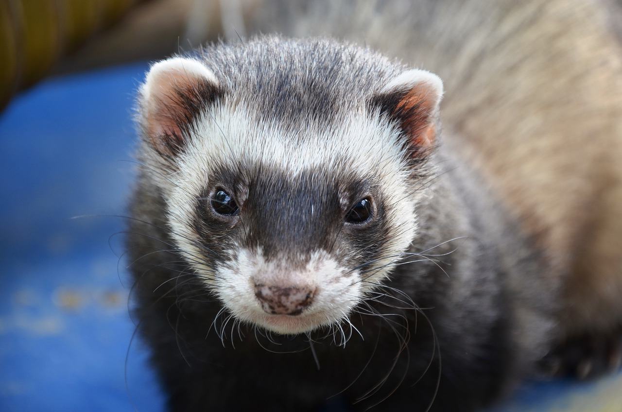 comment choisir la cage idéale pour mon furet