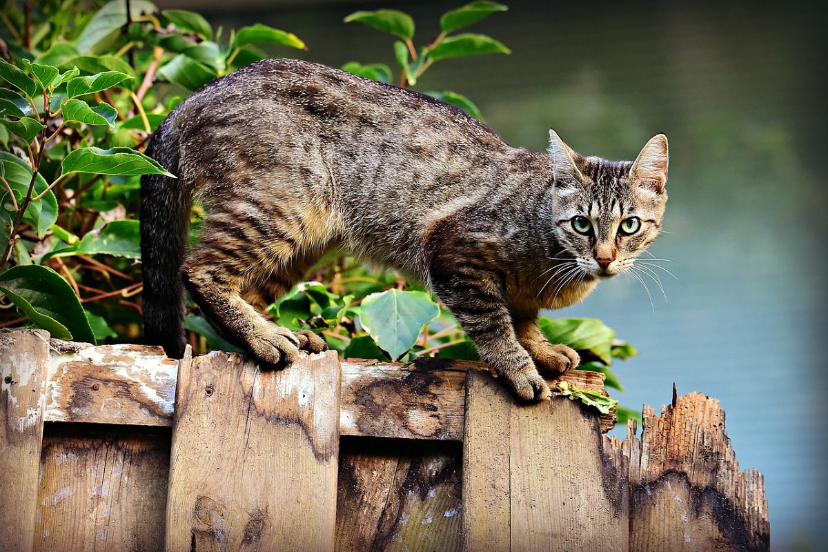comment choisir la pension pour chat idéale