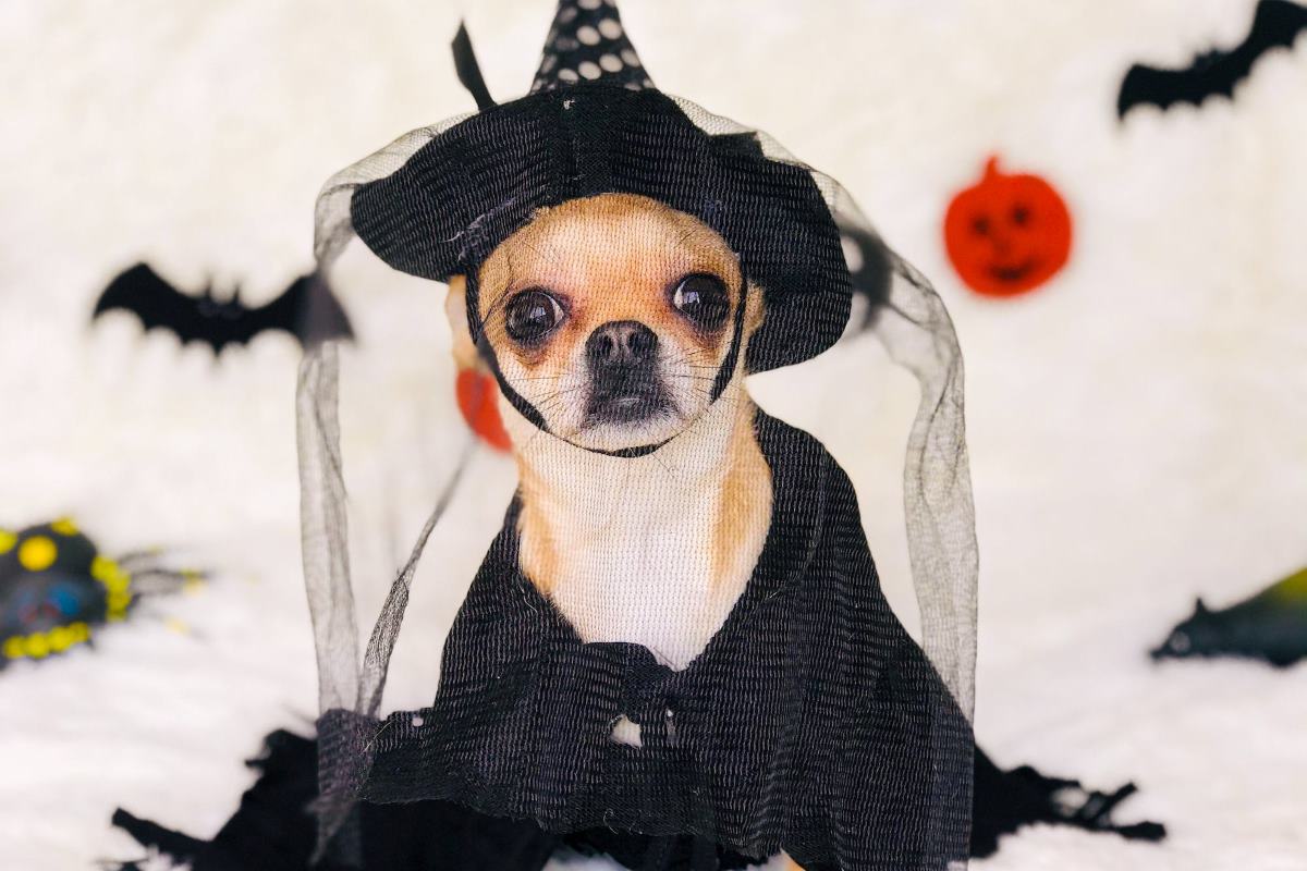 comment déguiser son chien pour halloween
