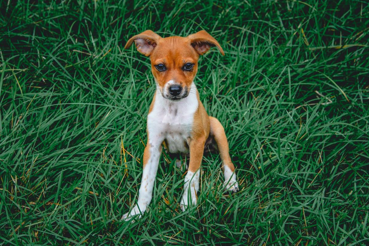 comment entretenir les griffes de mon chien