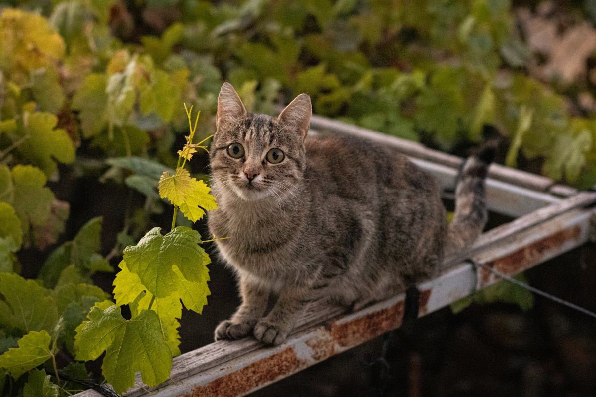 comment et quand récompenser mon chat