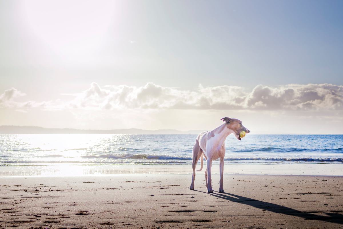chien interdit sur la plage​