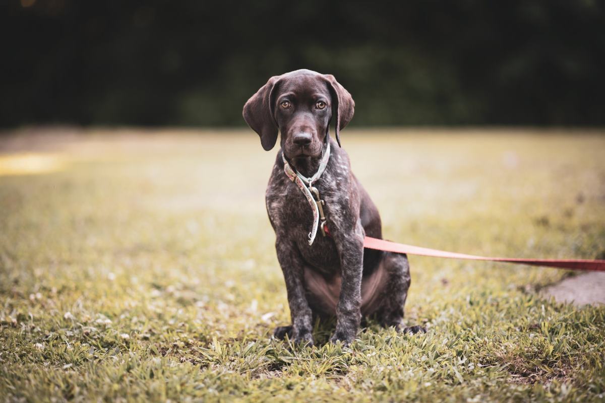 la meilleure façon de couper les griffes de votre chien