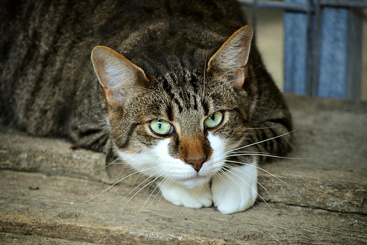 les avantages des pensions pour chats