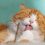 Mon chat mange ses poils : faut-il s&rsquo;inquiéter ?