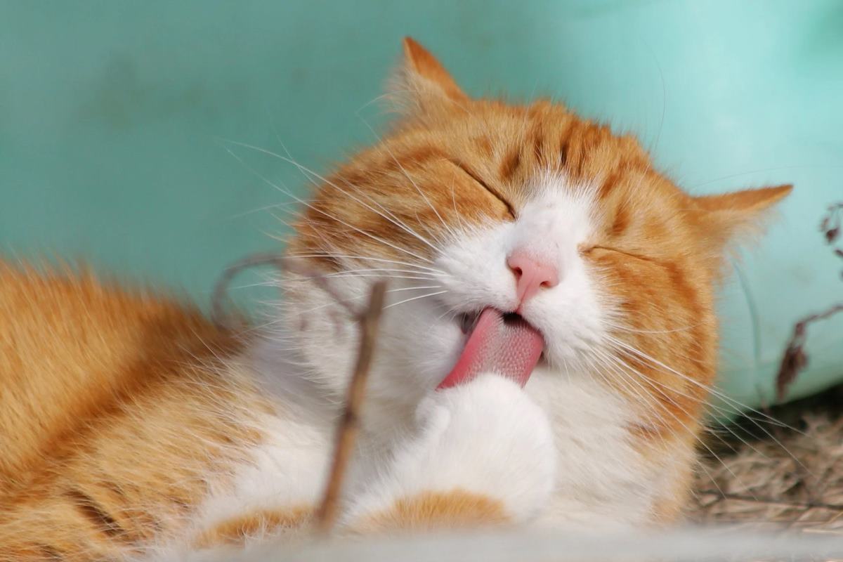 Mon chat mange ses poils : faut-il s'inquiéter ?