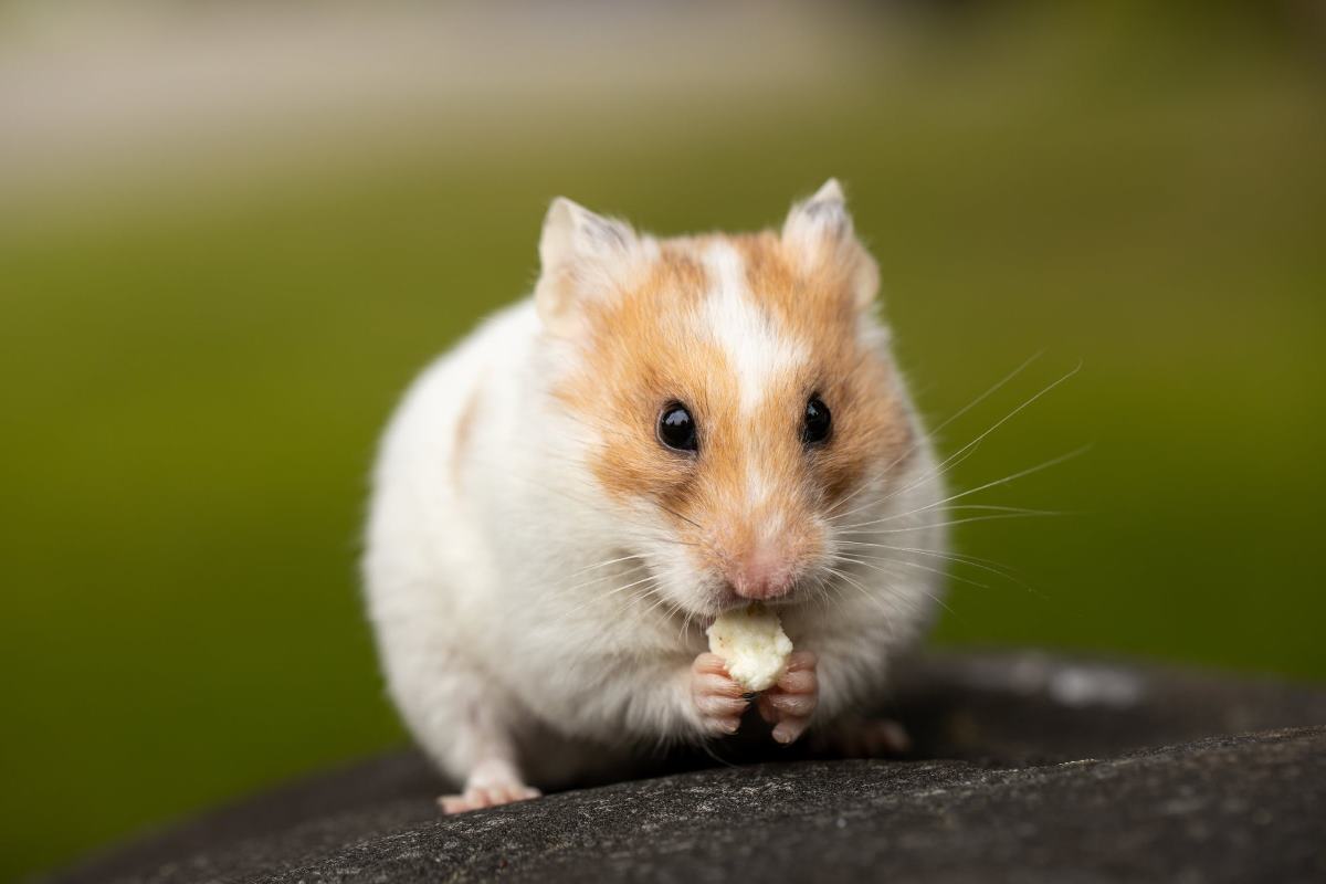 où le hamster cache t il ses provisions