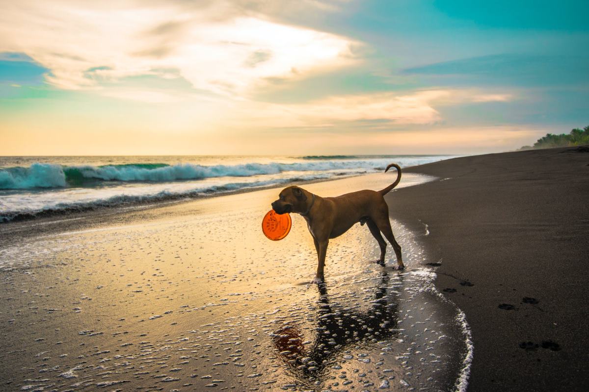 pourquoi certaines plages interdisent les chiens