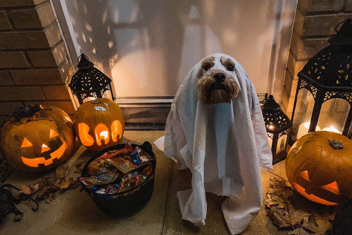 pourquoi déguiser mon chien à halloween