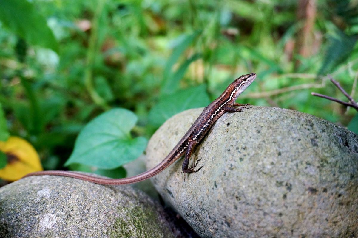 pourquoi les lézards perdent ils leur queue