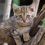Puis-je prendre 2 assurances pour mon chat ?