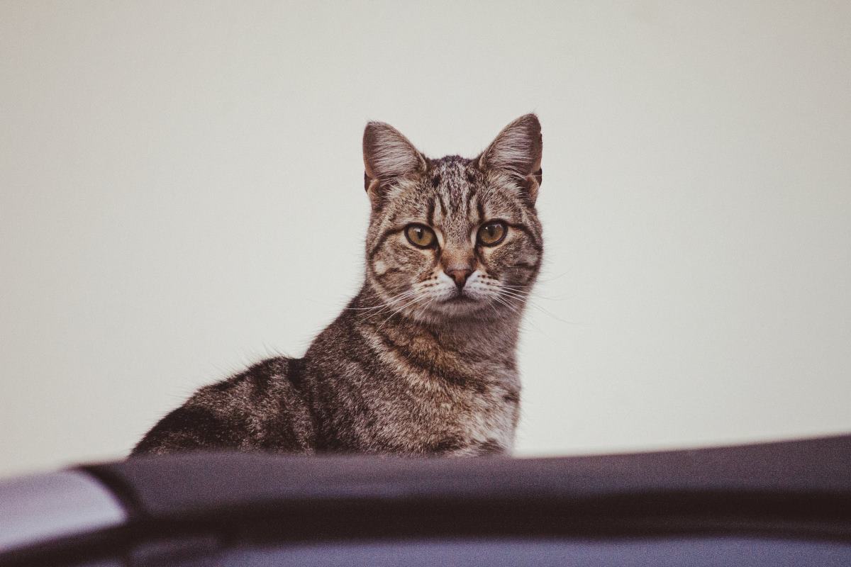 quand et où faire stériliser mon chat