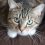 Vous hésitez à stériliser votre chat ? Voici les vrais avantages et inconvénients à connaître avant de décider !