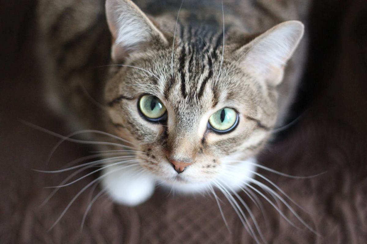 stérilisation de la chatte pourquoi, avantages, inconvénients