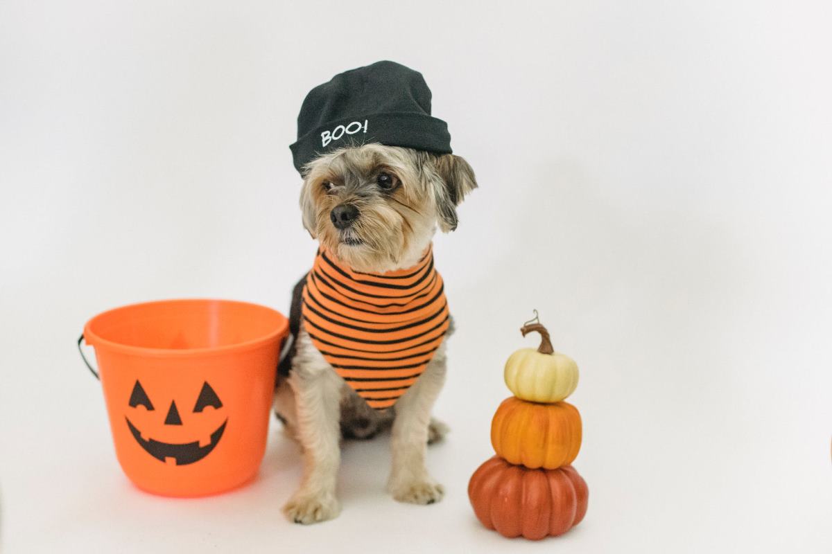 déguisement pour chien halloween